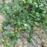 Ehretia microphylla Lam.